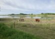 Køerne græsser maj 2022 ved Søvej, Glumsø
