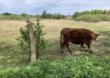 Arealet Hjertestien/Søvej bliver nu afgræsset af 1 ko, 1 kvie og 2 kalve. Maj 2022